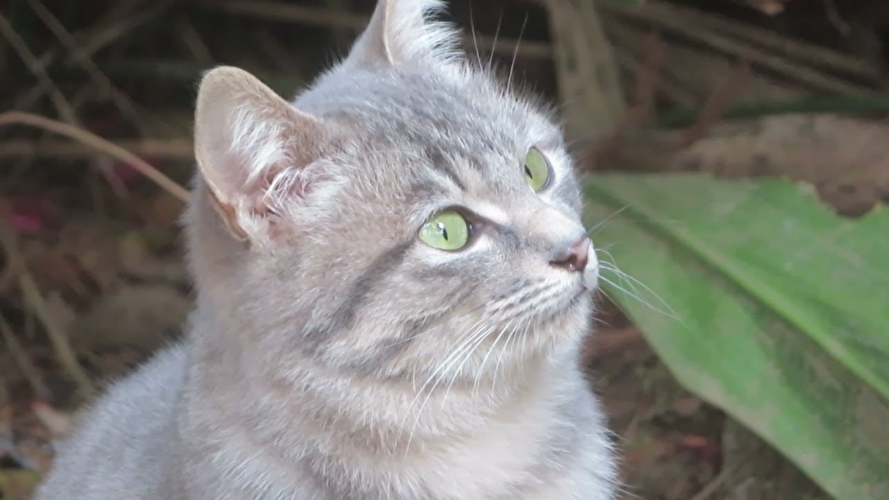 癒し系動画】わが家にやってくる近所の猫 - YouTube