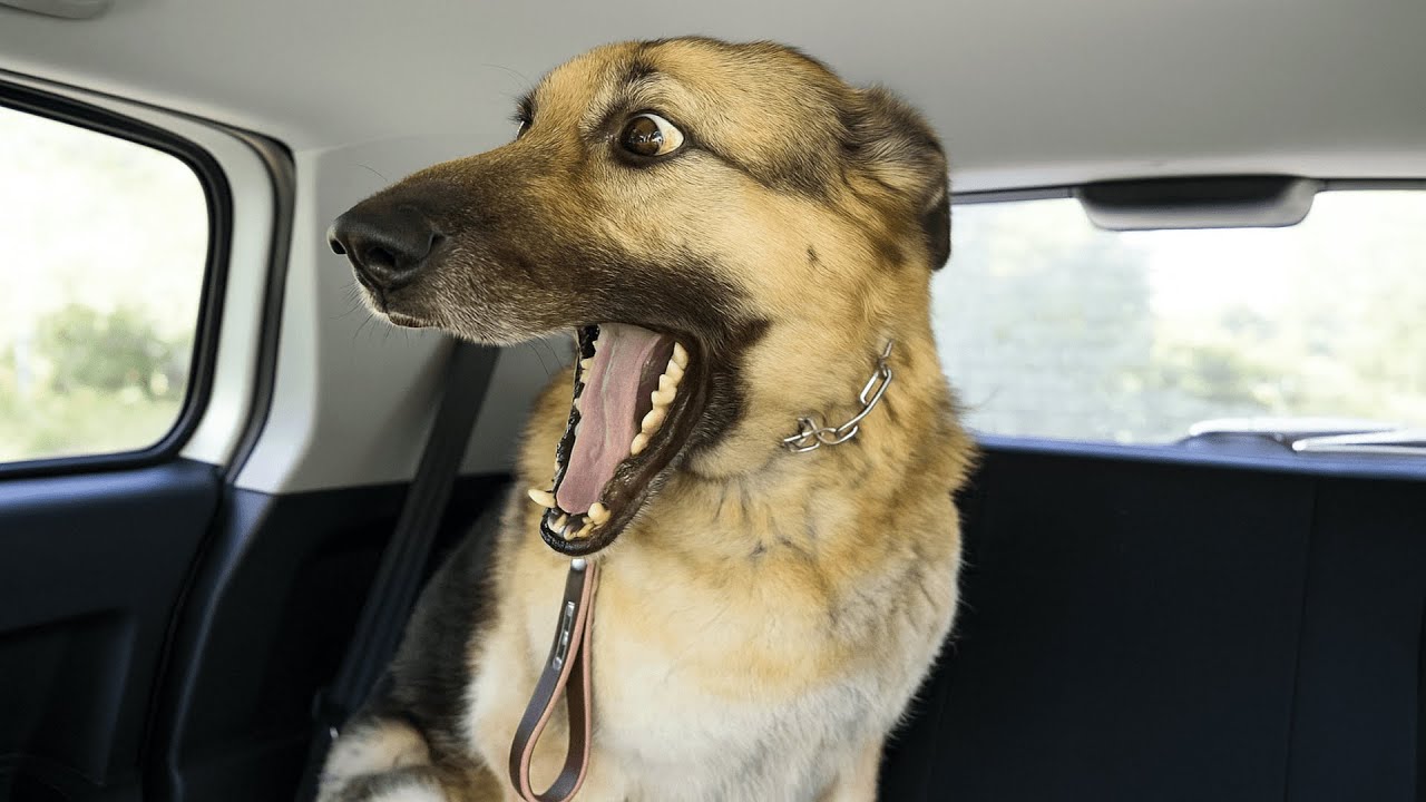 Laugh Till You Drop – Funny Animal Compilation 2025