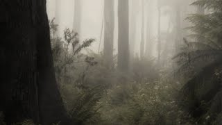 exploring the woods while it rains with your comfort character (a playlist)