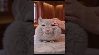 ASMR | Pure Chinchilla Fur Sounds 🐭#shorts  #relaxing