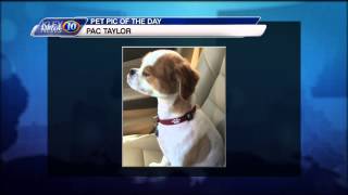 Pac is KLFY News 10's Pet Pic of the Day Pac is KLFY News 10's Pet Pic of the Day