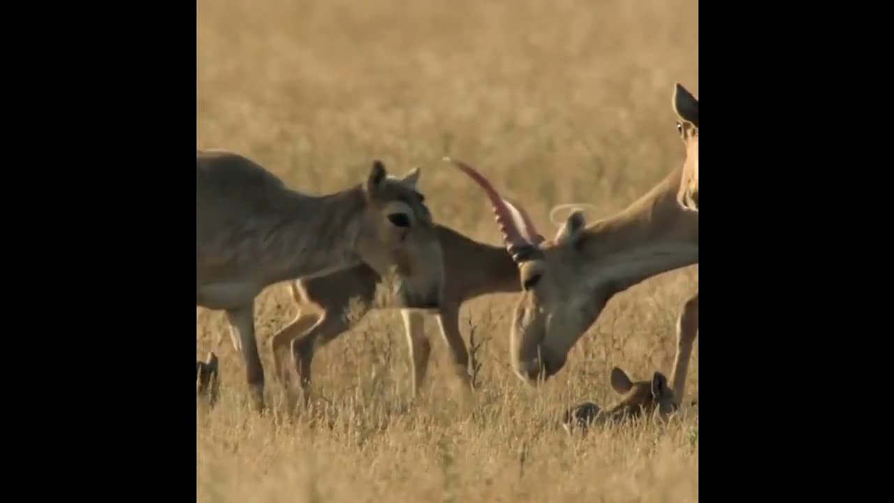 The Rare Saiga Antelope With Family 