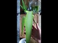 How to Cut & Extract Aloe Vera Gel from a Whole Leaf