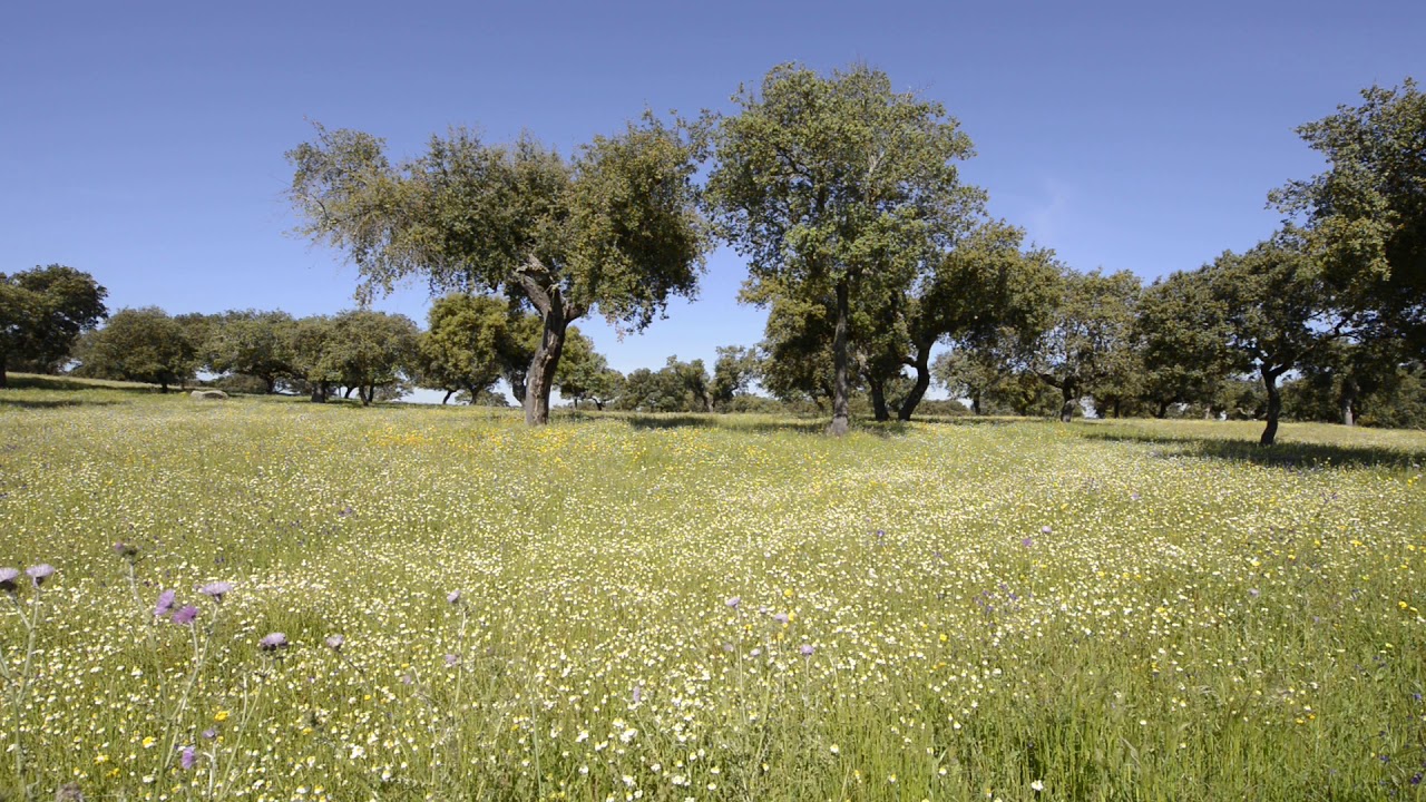 Natural.PT. | PN Serra de São Mamede | Realizador: Luís Quinta