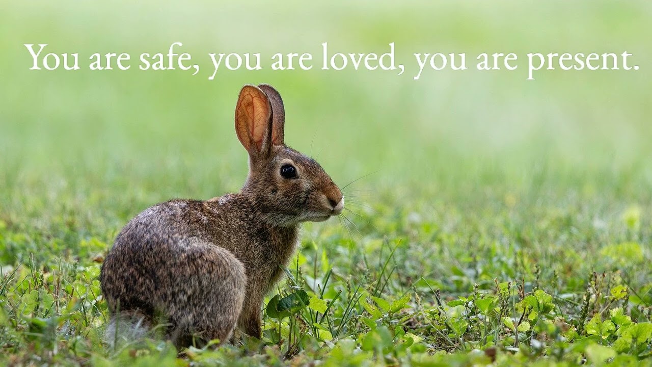 The Meadow Meditation (Breath Meditation)