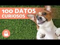 100 curiosidades sobre los perros que te sorprendern  descbrelas