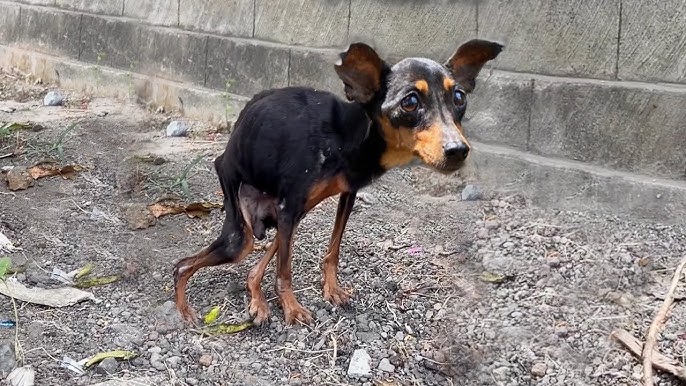 Used for breeding and locked her entire life in small cage, she cried after  first touch of love - YouTube