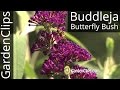 Buddleia - Buddleja - Butterfly Bush - Growing tips for Buddleja davidii