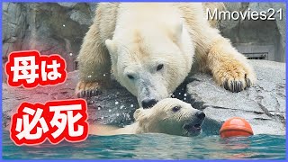 ボクを釣らないで！ホッキョクグマ親子が思わぬハプニングにビミョーな空気になる