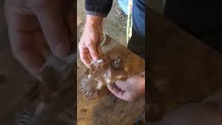 Correcting Angel Wing