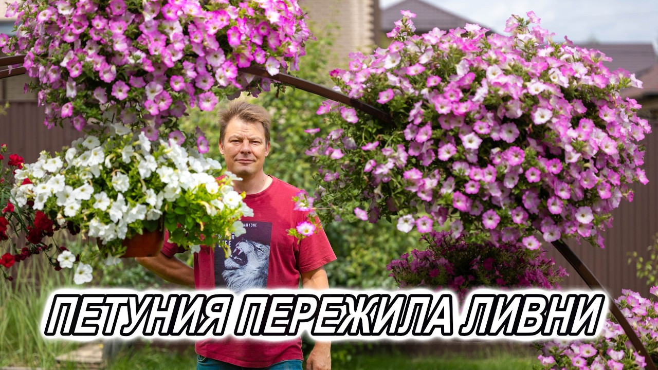 Моя история любви к петуниям: как увлечение цветами стало настоящей страстью