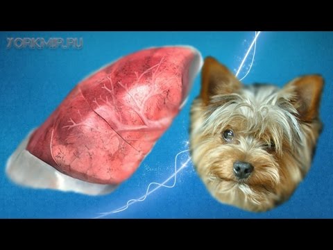 Трахеит у собак | Причины | Симптомы | Лечение.