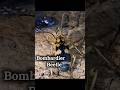 😱Most Dangerous Insect - BOMBARDIER BEETLE 🪲 #shorts #facts #youtubeshorts #growwithmimic #viral