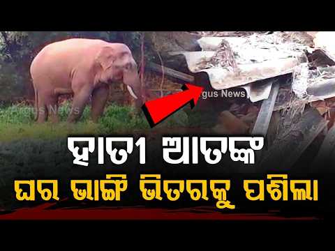 Elephant Terror In Karanjia: Wild Tusker Attacks Woman Inside House | Argus News