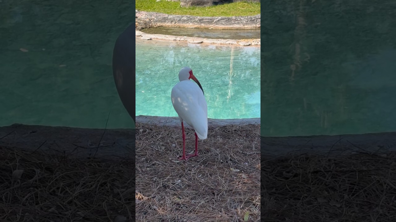 Ibises are long-legged wading birds found in various habitats worldwide