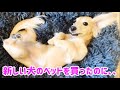 愛犬のベッドを新しくしたのに、意外な反応　New Dog Bed