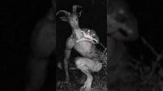 Scary Goatman Sound