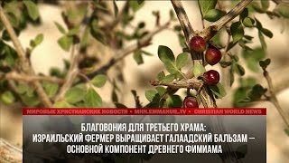 видео Древние секреты бальзама