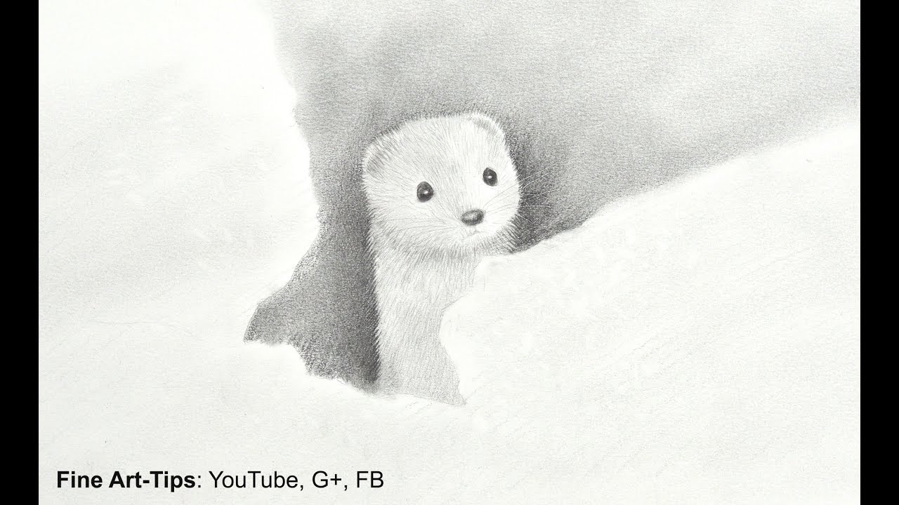 ⁣How to Draw an Ermine - Wiesel - Fur With Pencil