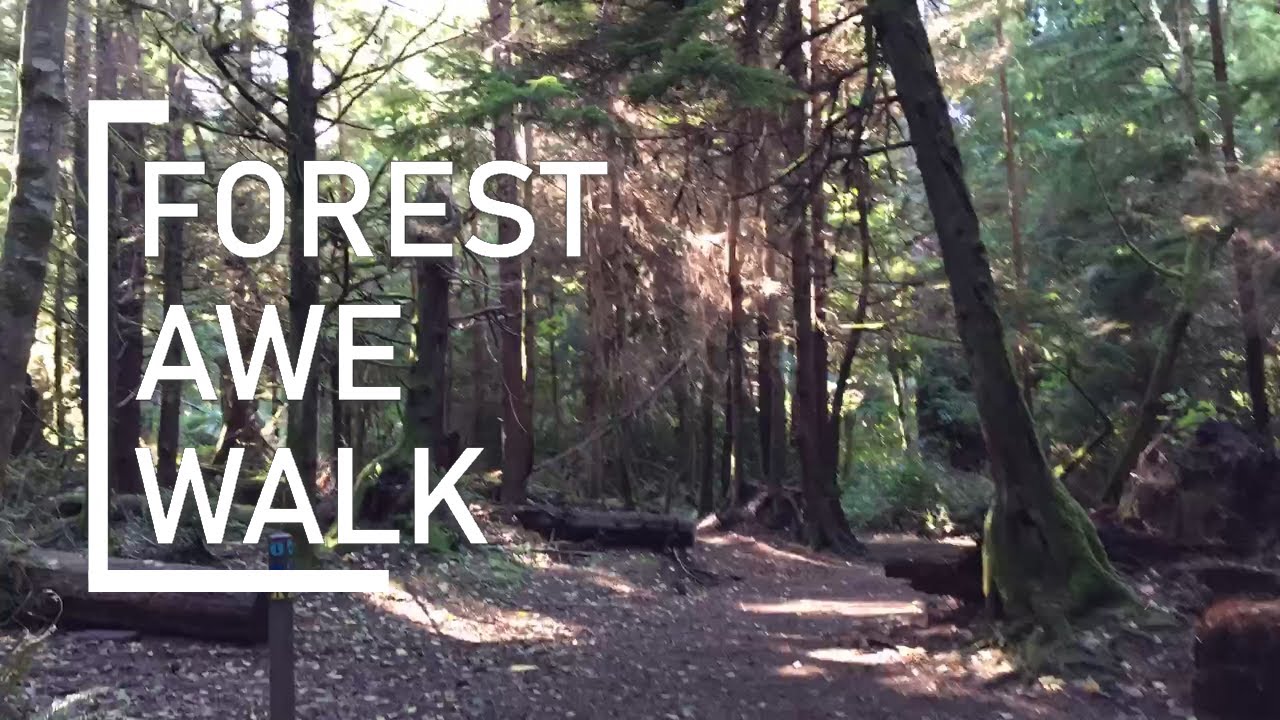 Forest Awe Walk