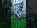 Garden Maintanence Riyadh #gqrdencare#plantcare#maintanence#lawncare