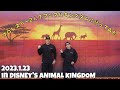 アメリカ旅 竹下幸之介とアニマルキングダム行ってみた アメリカ旅 竹下幸之介とアニマルキングダム行ってみた