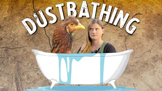 Why Do Chickens Love Dust Baths So Much?