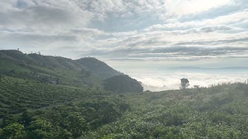 ĐẤT SÀO SĂN MÂY LỘC THÀNH - BẢO LỘC