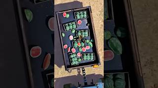 Cristiano Ronaldo says Tiny watermelon ๐ inside every watermelon โฝ #shorts #ronaldo #watermelon