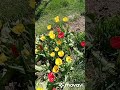 ТЮЛЬПАНЫ - Ландыши - весна - май
