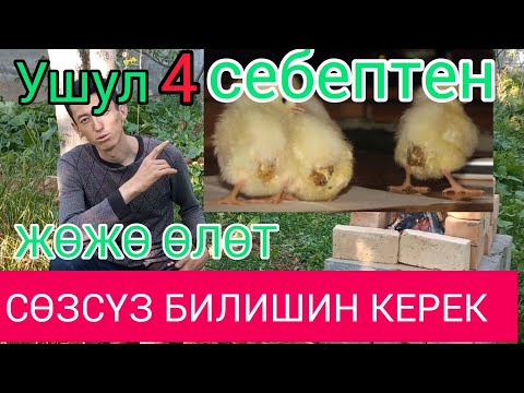 Video: Өрүмдү кантип багуу керек: 15 кадам (сүрөттөр менен)