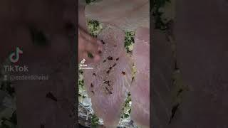 Swai Fish fillet fish salt baked oven seafood homemade delicious