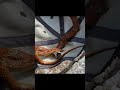 Snake Annihilates My Hat рџ Ї Snake Annihilates My Hat рџ Ї