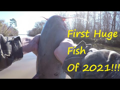 Limb Lining for Catfish in 2021 - Catching Catfish on Limb Lines During  Winter 
