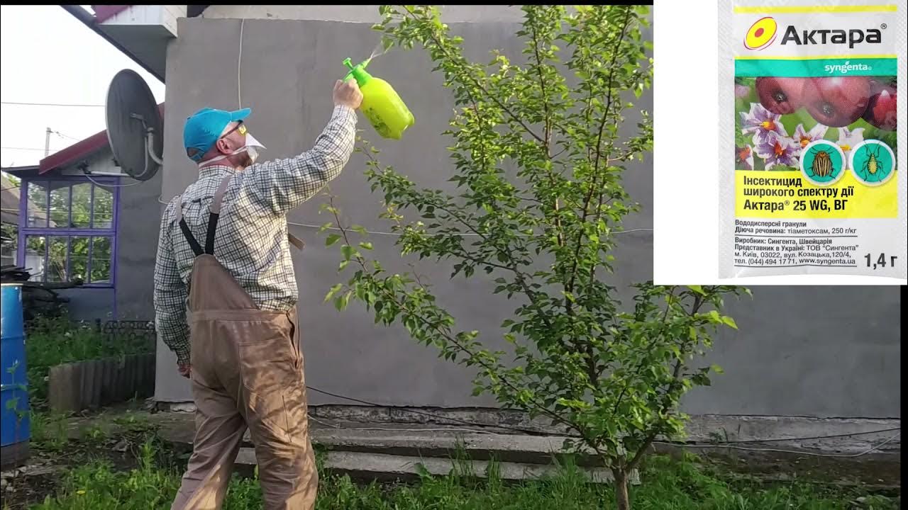 Опрыскивание деревьев хорус. Зеленый конус у деревьев это что. обработка сада зеленый конус. зеленый конус у яблони. внекорневая подкормка яблонь.