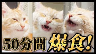 【猫ASMR】メインクーンの咀嚼音ASMR食べて食べて食べまくるノンストップ50分【作業用/睡眠用/勉強用BGM】mainecoon cat chewing sound