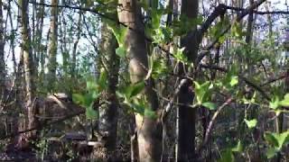 Hägg (Prunus padus)