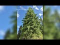 Idaho's US Capitol Christmas Tree replaced due to disease concerns