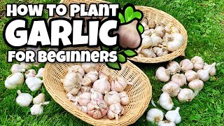 #garlic #howtogrowgarlic #howtoplantgarlicwater after planting is the
soil dry.how to grow garlic for beginners. how plant garlic. in this
video i go o...