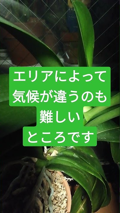 蘭チャンネル ぷるやせorchid Cultivation