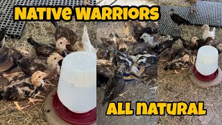 Native warriors na mga palahi ko