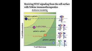 1062-Tuning STAT Signaling with Trikine Immunotherapeutics