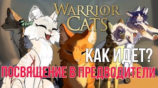 КАК ПРОХОДИТ ПОСВЕЩЕНЕЕ В ПРЕДВОДИТЕЛИ В КВ? 🐾(для новичков) #коты #котывоители #рек #рекомендации