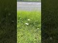 歩道がキノコ畑に‼️ #自然　#bgm
