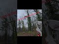 #treecutting #treeservice www.zamoratreeservicellc.com
