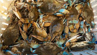 We caught SO MANY crabs! | Making money on a CRAB BOAT | Catching lots of BLUE CRABS