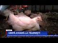 Gripă aviară la Telenești