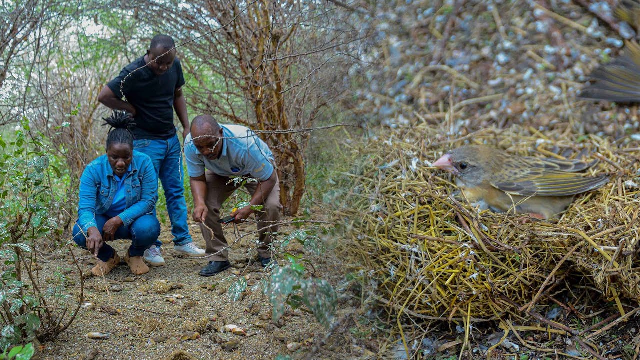Tani 5800 za Mpunga na Alizeti zaokolewa Dhidi ya Ndege waharibifu (Kwelea Kwelea) Wilaya ya Kondoa