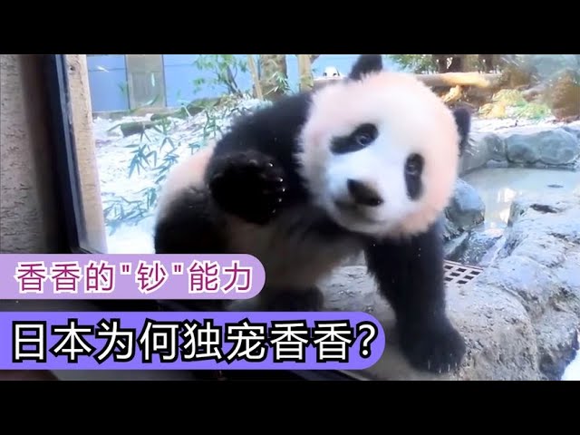 香香平安回国，大熊猫香香在日本有多受欢迎，香香在日本的钞能力