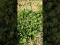 Fresh Green Vegetables Harvest 🌿 Satisfying Farm Nature Video Relaxing ASMR